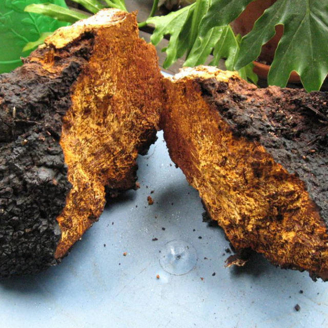 The Health Benefits of Chaga Mushroom: A Powerful Natural Superfood